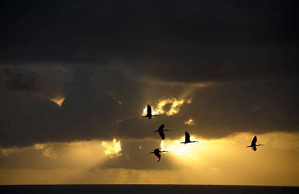 istock Ibis returning to a evening roost over a tropical ocean 486368946