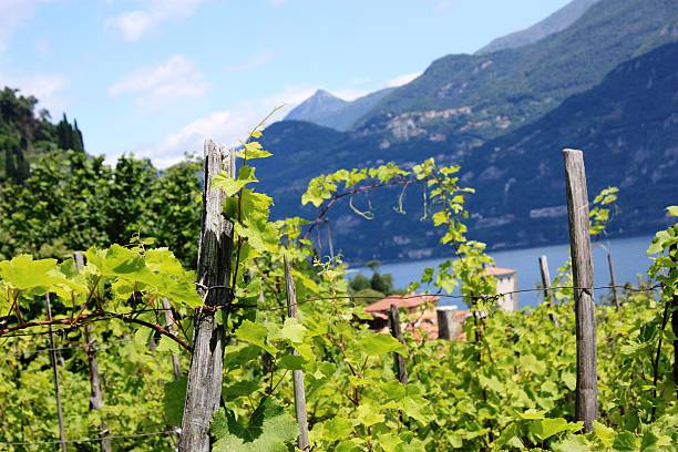 Vineyard in Bellagio on Lake Como in Lombardy Italy stock photo