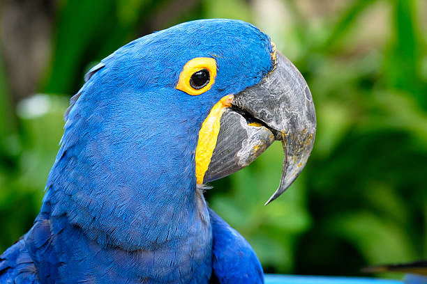 istock Portrait of Hyacinth Macaw Parrot 486369608