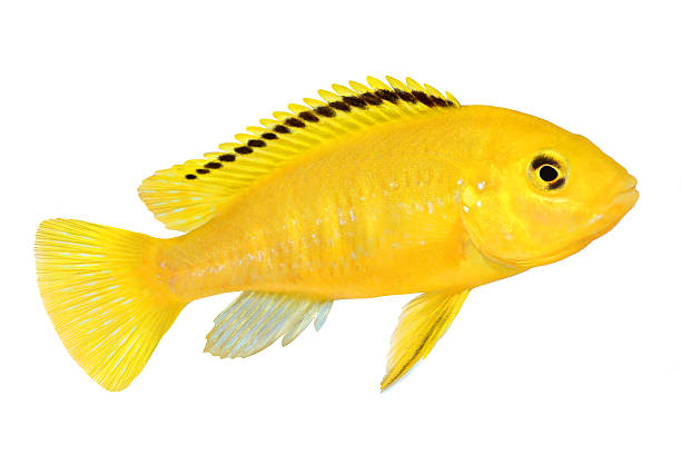 electric giallo ciclide labidochromis caeruleus malawi acquario di pesce - brooder foto e immagini stock