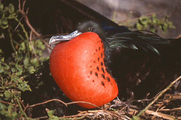 istock Male Frigate Bird, Horizontal 486373715