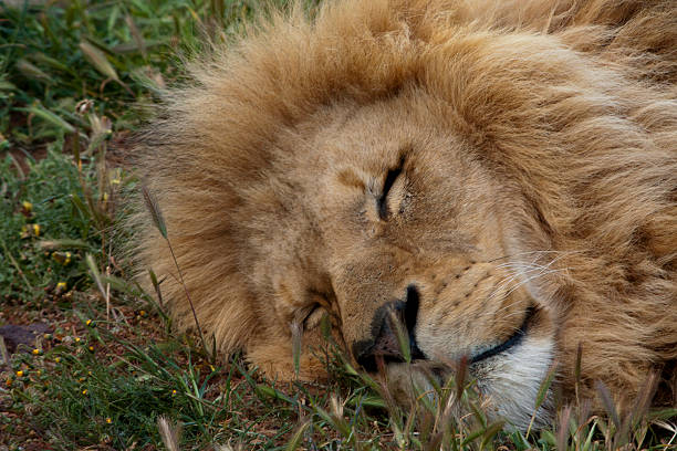 istock Lion, King of the Beasts 486373779
