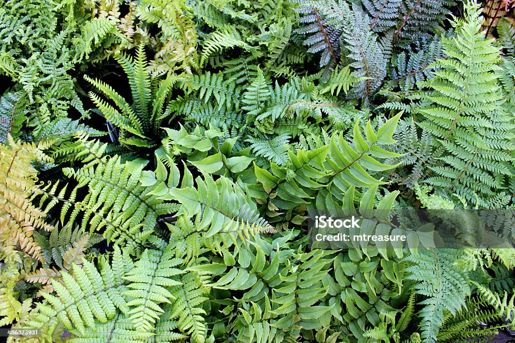 Close-up image of fern leaves Close-up photo of ferns photographed from above. Biodiversity Stock Photo