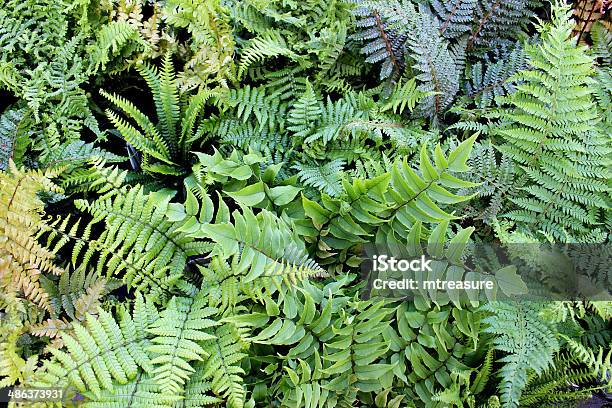 Closeup Image Of Fern Leaves Stock Photo - Download Image Now - Biodiversity, Botany, Bracken