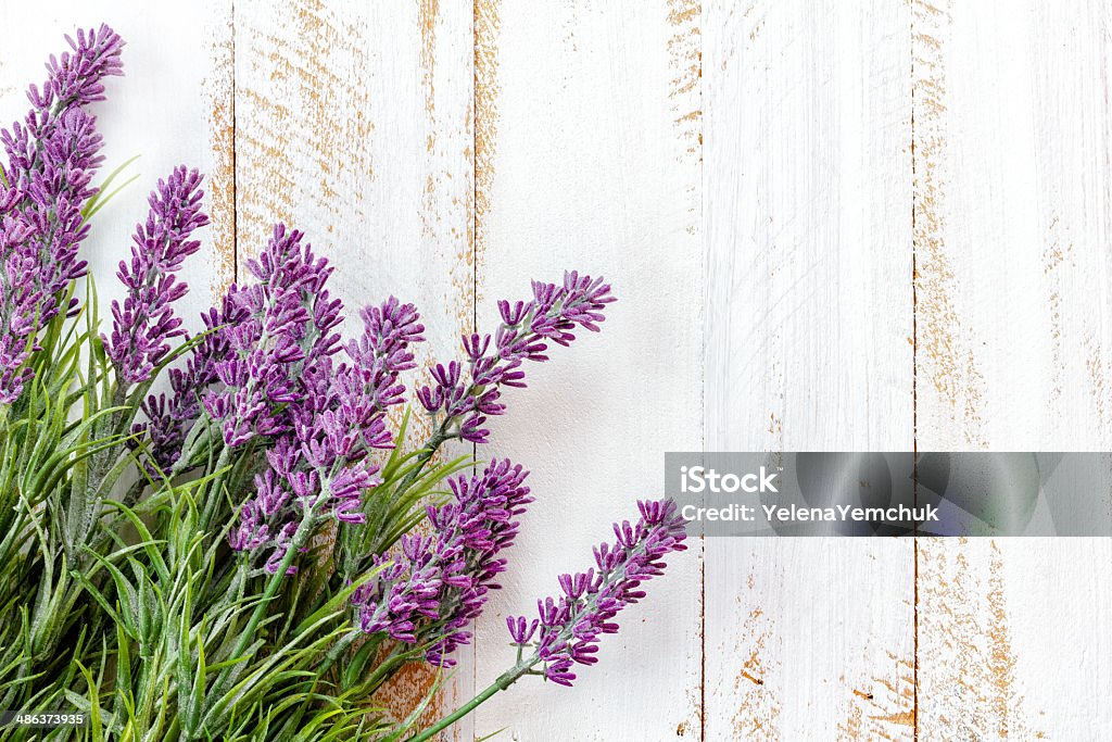 Lavender Affectionate Stock Photo