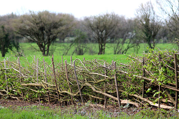 istock Image of layered hedge in spring, by countryside farm field 486373947
