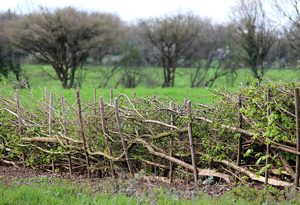 Image of layered hedge in spring, by countryside farm field