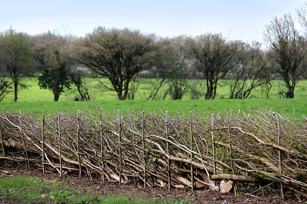 istock Image of layered hedge in spring, by countryside farm field 486373953