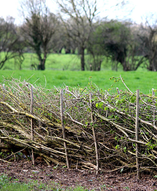 istock Image of layered hedge in spring, by countryside farm field 486373957