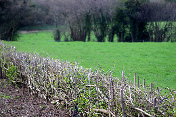 istock Image of layered hedge in spring, by countryside farm field 486373963