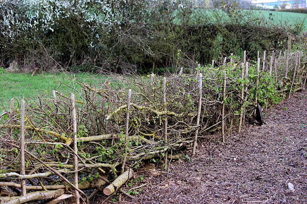 istock Image of layered hedge in spring, by countryside farm field 486373967