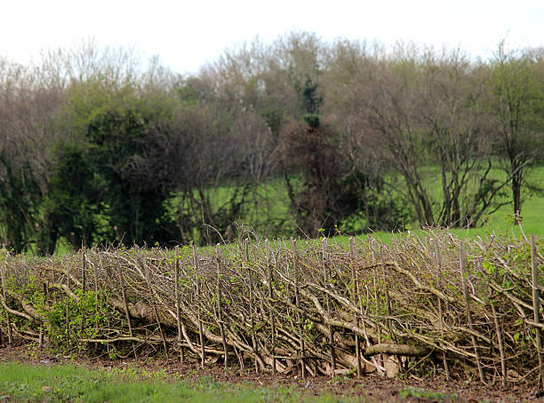 istock Image of layered hedge in spring, by countryside farm field 486373983