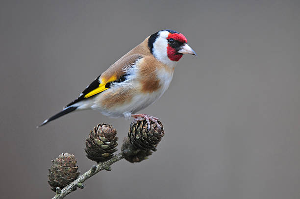 die goldfinch auf einem ast - stieglitz stock-fotos und bilder