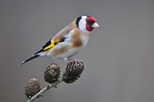 European Goldfinch (Carduelis carduelis) feeds mainly on thistle seeds in winter. They are undoubtedly the best songbirds in the world.