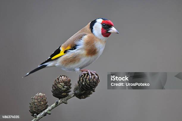 Goldfinch On A Branch Stock Photo - Download Image Now - Gold Finch, Bird, Animal