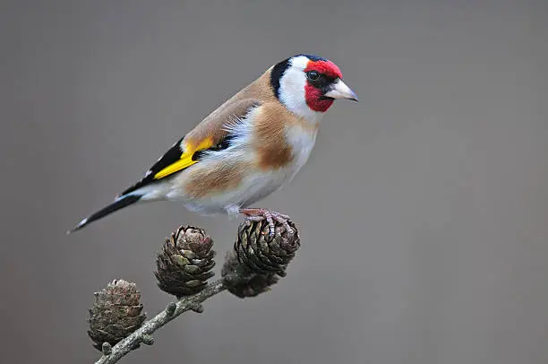 Photo of goldfinch standing on a branch