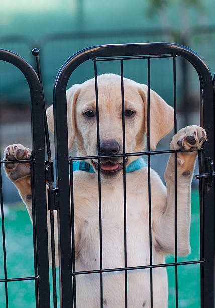 yellow labrador puppy in a play pen - babybox stockfoto's en -beelden