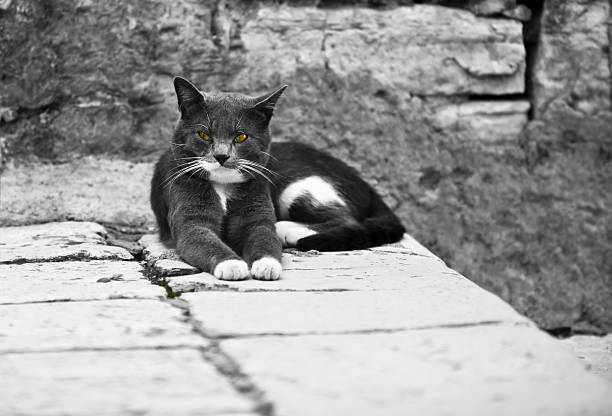 Serious Pretty Cat on Old Town Street. Black and White horizontal shot