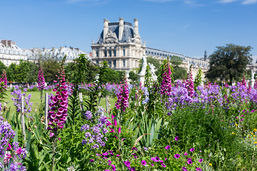 Paris, France - May 25, 2012: Springtime in Paris.  Foxglove, pansies, and other flowers in a bed in the Jardin des Tuilleries. The Louvre and buildings on the Rue de Rivoli are visible in the background.
