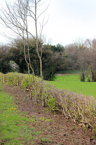 istock Image of layered hedge in spring, by countryside farm field 486374957