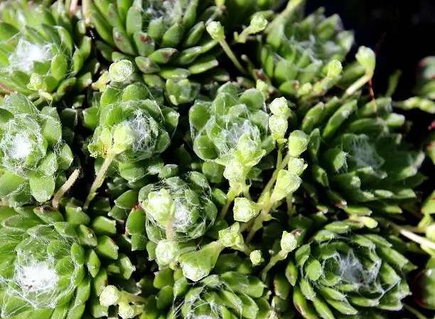 Close-up photo of the furry centres of a cobweb houseleek (Sempervivum arachnoideum), also called 'hen and chicks' or 'liveforever'. This is an Alpine plant often grown in rockeries or rock gardens.