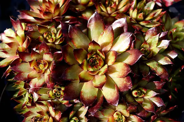 Close-up photo of the purple tips of a Houseleek (Sempervivum), also called 'hen and chicks' or 'liveforever'. This is an Alpine plant often grown in rockeries or rock gardens.