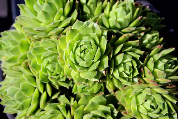 Close-up photo of a Houseleek (Sempervivum), also called 'hen and chicks' or 'liveforever'. This is an Alpine plant often grown in rockeries or rock gardens.