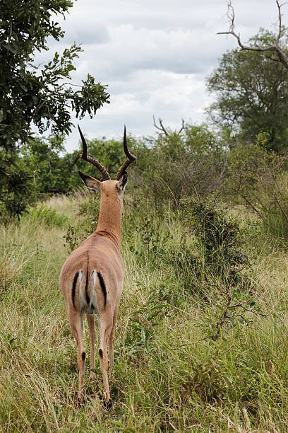 istock Impala Antelope on the Lookout 486375235