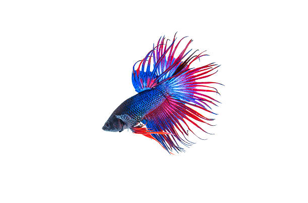 Siamese fighting fish Siamese fighting fish, Crowntail, on white background. betta crowntail stock pictures, royalty-free photos & images
