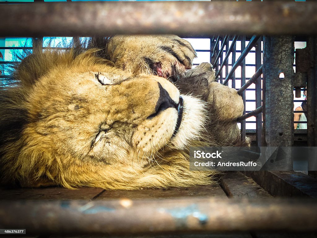 Circus lion in its cage Yellow and Black Lion Circus inside his cage Lion - Feline Stock Photo