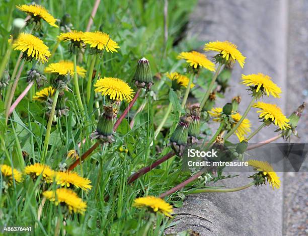 Closeup Image Of Dandelion Flowers On A Roadside Stock Photo - Download Image Now - Asphalt, Beauty In Nature, Blossom