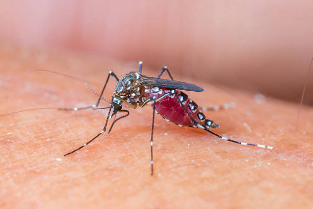istock Mosquito sucking blood_set A-2 486376503