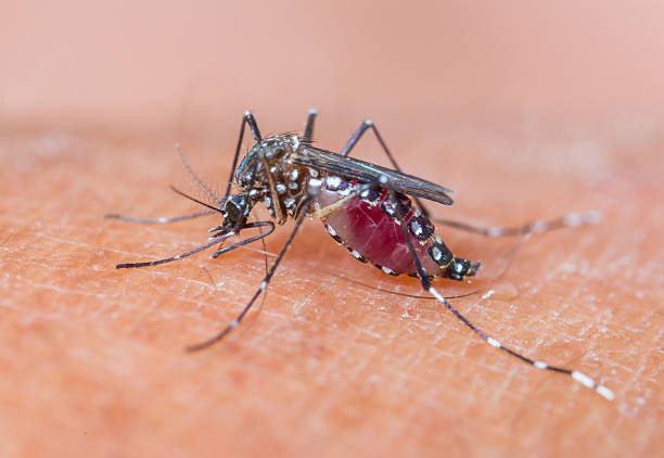 istock Mosquito sucking blood_set A-3 486376505