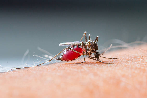 istock Mosquito sucking blood_set B-2 486376511