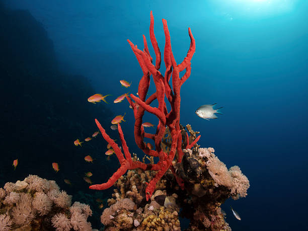 Toxic finger sponge, Poisonous finger sponge (Negombata magnifica)