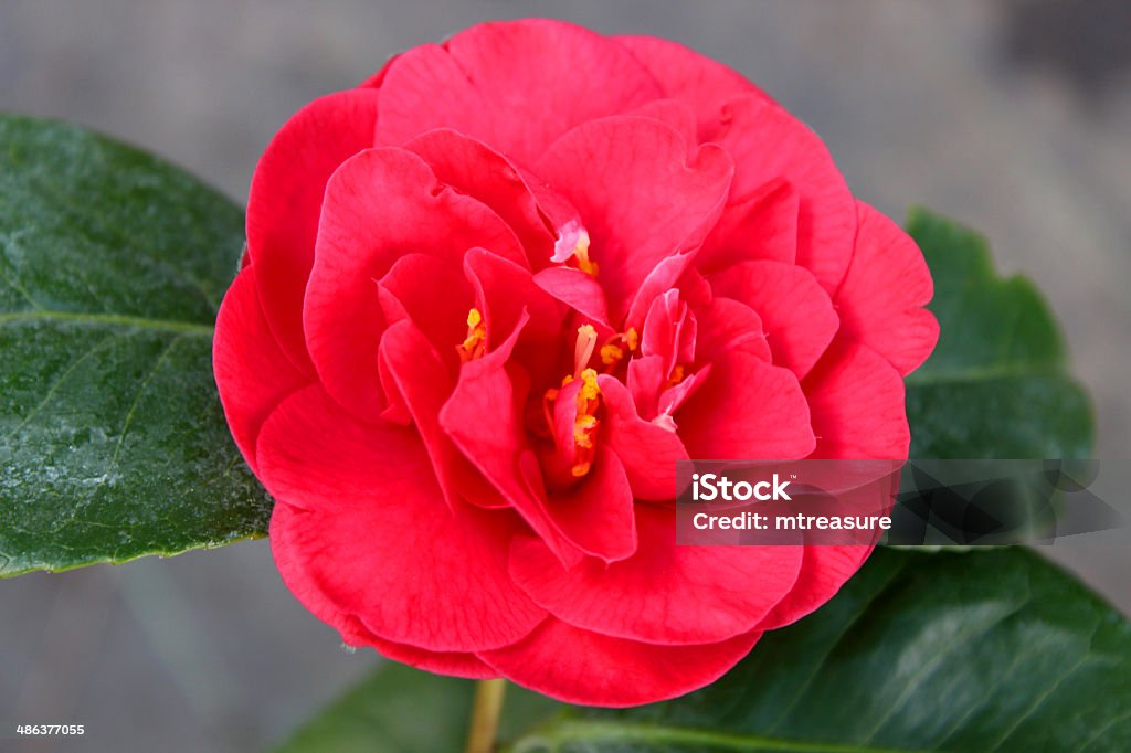 Foto de Imagem De Flores Vermelhas De Camélia Florida Camellias No Início Da  Primavera e mais fotos de stock de Angiospermae - iStock
