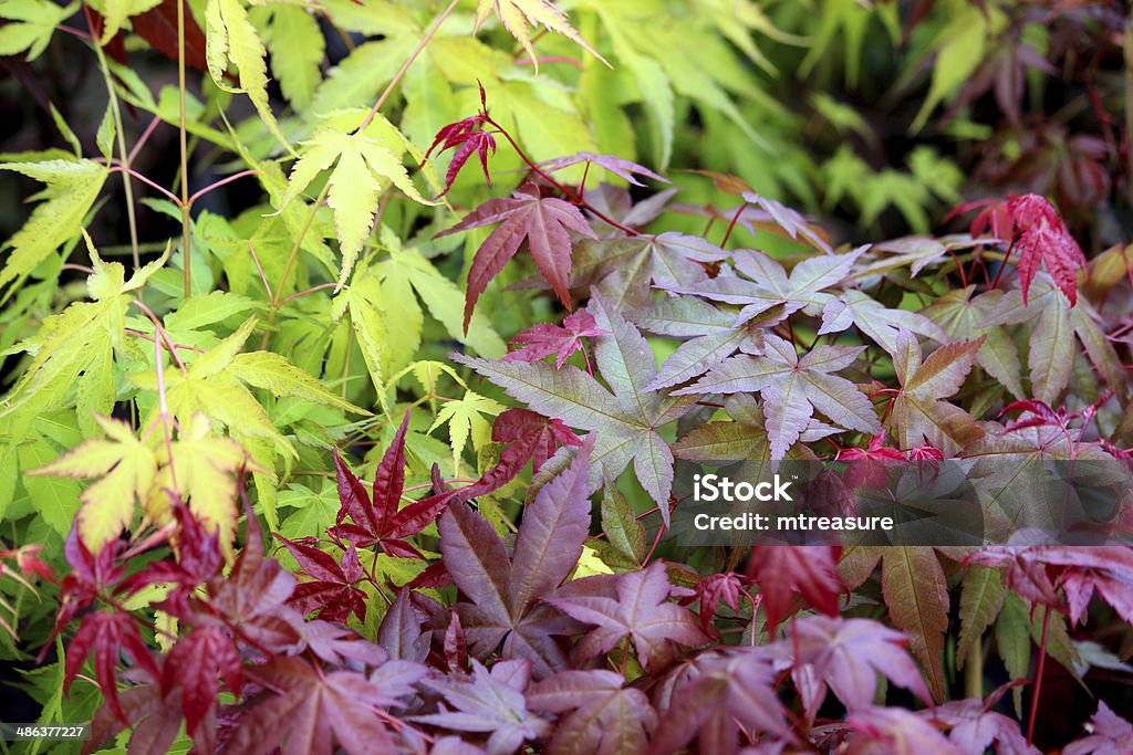 Close-up image of the purple and green leaves of Japanese maples Close-up photo showing the purple leaves of Acer palmatum 'atropurpureum' and the pale green / yellow foliage of Acer palmatum 'orange dream' Japan Stock Photo