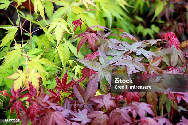 Closeup Image Of The Purple And Green Leaves Of Japanese Maples Stock Photo - Download Image Now