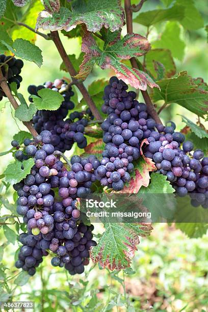 レッドワイン用のブドウ園に成長し - つる草のストックフォトや画像を多数ご用意 - つる草, アウトフォーカス, カラー画像