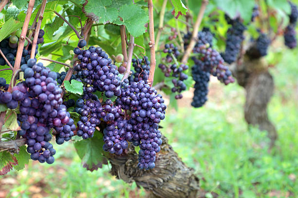istock Red wine grapes growing in a vineyard 486377825