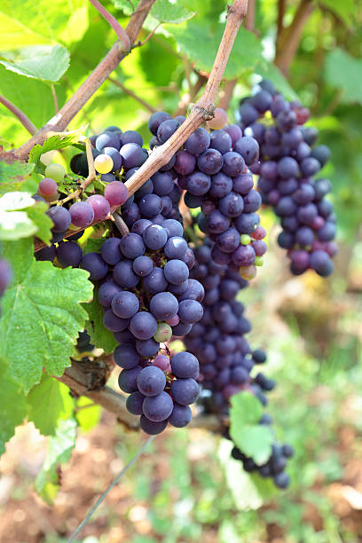 istock Red wine grapes growing in a vineyard 486377831
