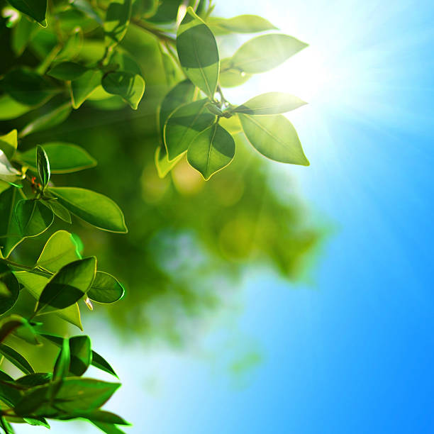 istock Green leaves and sun 486378051