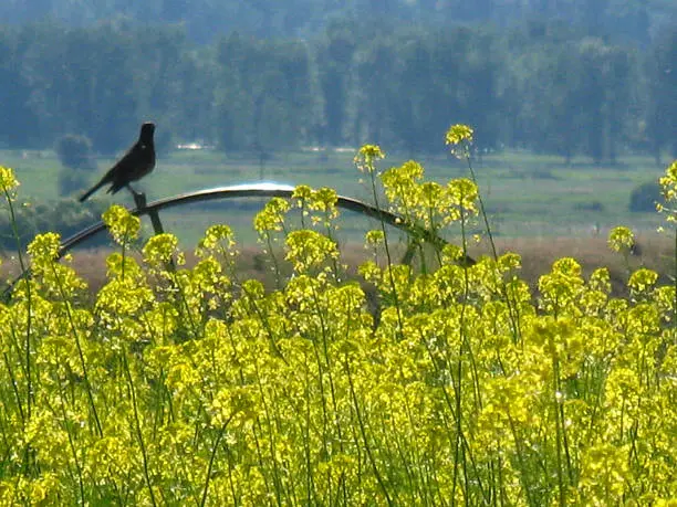 Yellow flowers in the springtime in the Bitterroot  with bird on irrigation wheel