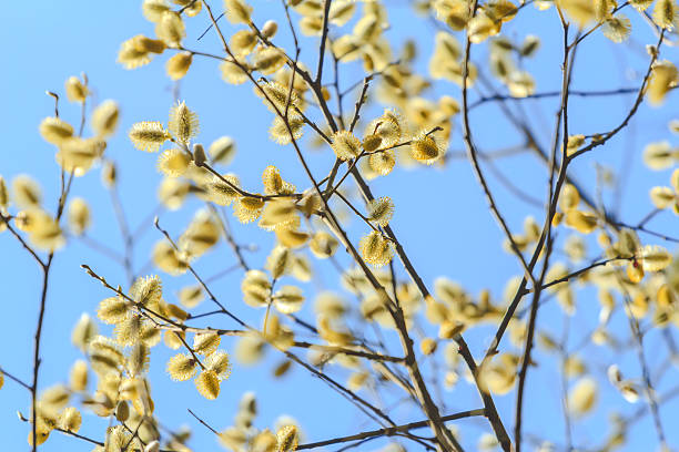 goat willow in bloom auf blauer himmel hintergrund - goat willow stock-fotos und bilder
