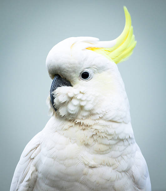 sulphur-crested cockatoo kopf und schultern - cockatoo stock-fotos und bilder