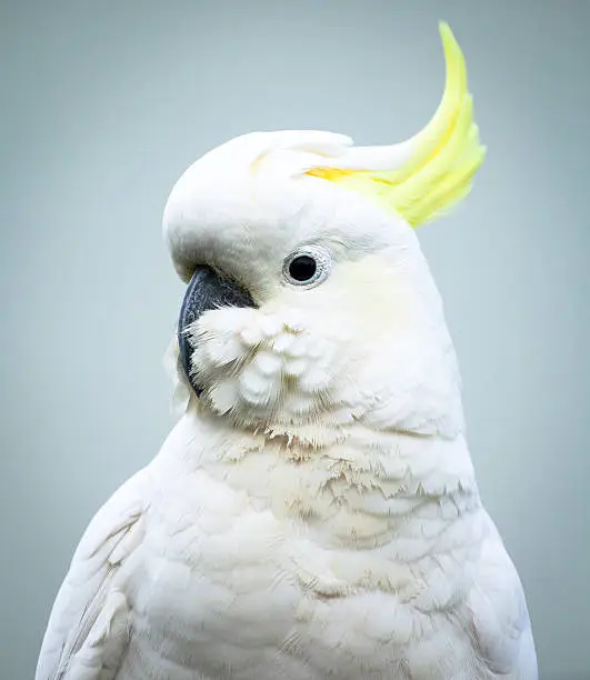 Sulphur-crested Cockatoo (Cacatua galerita) head and shoulders with feathers fluffed up around the beak