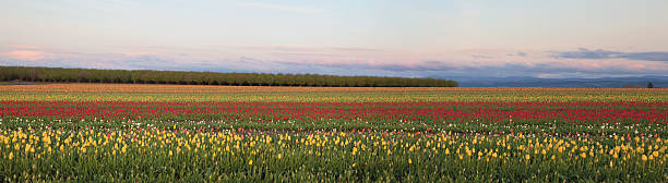 istock Field of Tulips Panorama 486380105