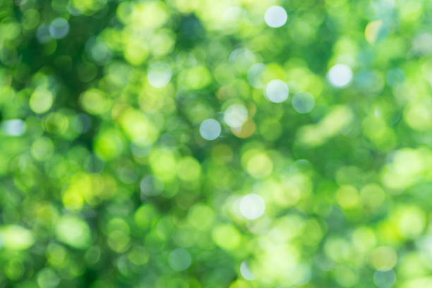 istock Abstract nature blurred green background with beautiful bokeh 486380422