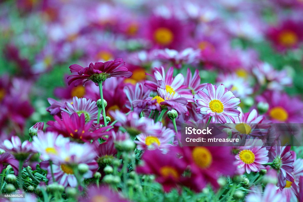 Close-up image of potted Chrysanthemum at a garden centre Close-up photo showing the white and pink spring flowers and foliage of a potted mum (Chrysanthemum) at a Garden Centre. Beauty In Nature Stock Photo