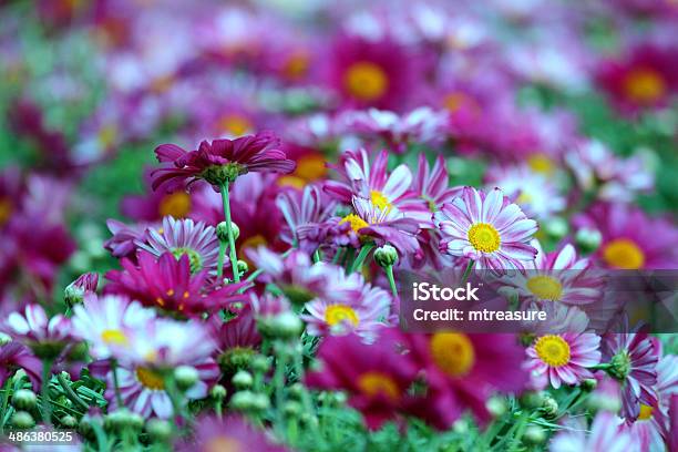 Closeup Image Of Potted Chrysanthemum At A Garden Centre Stock Photo - Download Image Now